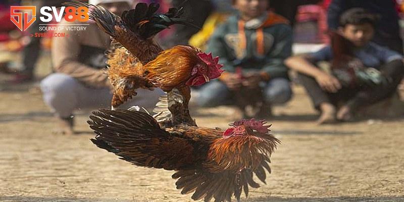 Một số chú ý quan trọng khi tham gia cá cược đá gà bạn nên biết