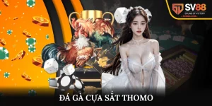 Đá Gà Cựa Sắt Thomo - Trận Đấu Căng Thẳng, Nghẹt Thở