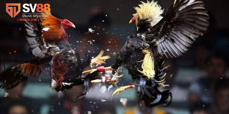 Thông tin khái quát chính xác về kèo đá gà đến cho thành viên