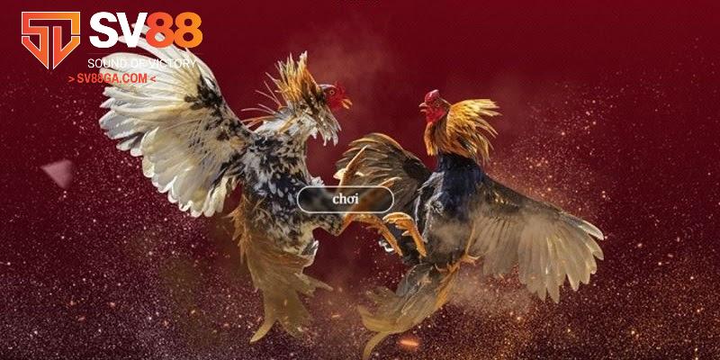 Thông tin chung về SV88 gà chọi