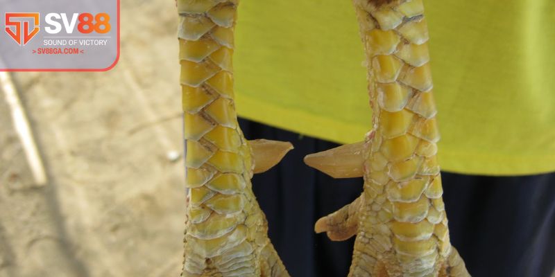 Khái quát chung thông tin về vảy gà đá hay