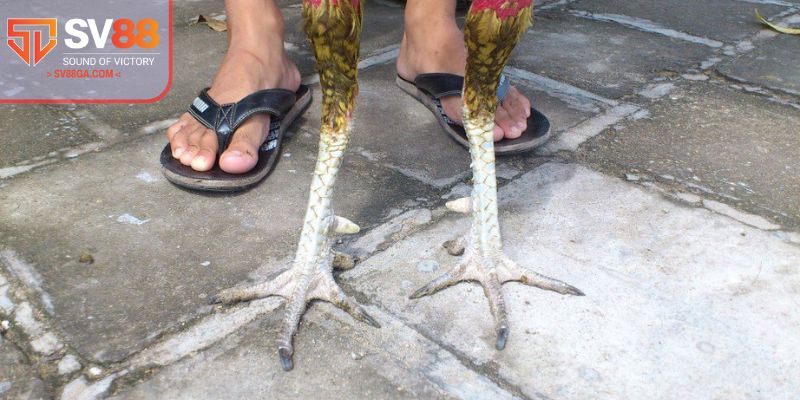 Lý do người chơi cần nắm rõ các lựa chọn chiến binh qua vảy