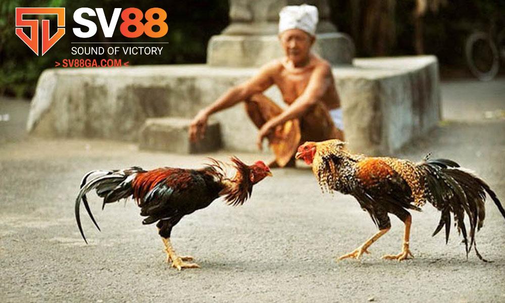 Chiến lược chọn cược đá gà cực hiệu quả đến từ các cao thủ lâu năm
