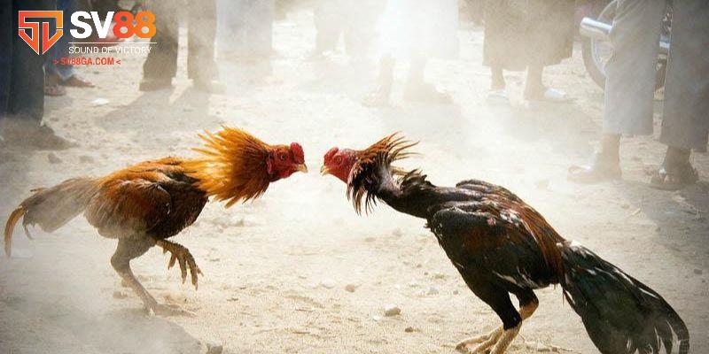Bật mí các kinh nghiệm đặt cược kèo đá gà hiệu quả cho newbie