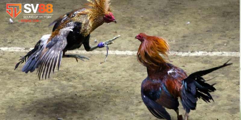 Quy định chung của một trận đấu đá gà người chơi cần biết