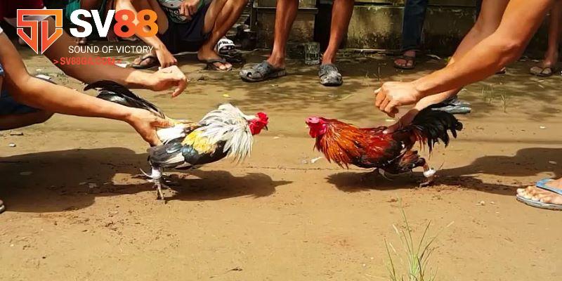 Quy định có trong một trận đấu đá gà tre mà bạn nhất định phải biết